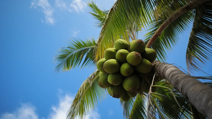 品味椰香，健康相伴——椰子食品消費提示