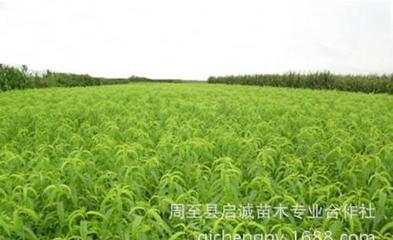 果樹苗 優(yōu)質(zhì)突圍桃苗 陜西桃苗 適應(yīng)性強(qiáng) 有機(jī)中晚熟桃苗