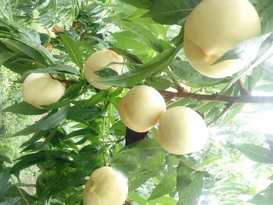 略陽白桃試種成功推動特色產業提質增效_陜西農村網