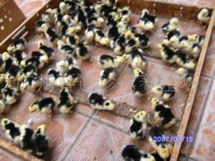 陜西貴妃雞種苗價格、西安市貴妃雞苗批發、銅川市貴妃雞苗報價_農副產品_世界工廠網中國產品信息庫