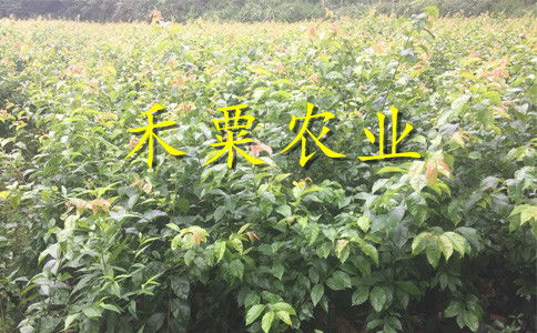 【湖南衡陽李子苗供應商__投產快李子樹苗產地直銷?！? 