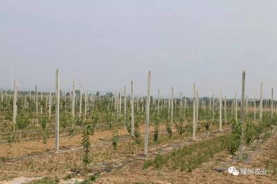 脫貧攻堅 ‖ 立足耀州現(xiàn)代農(nóng)業(yè) 示范帶領(lǐng)周邊村民