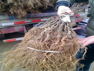 2公分獼猴桃苗 金香獼猴桃樹種植技術(shù)