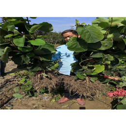 紅心獼猴桃種苗間距-坤威農(nóng)業(yè)(在線咨詢)-陜西省獼猴桃種苗