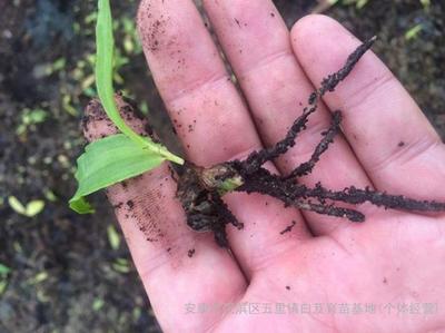 紫花三叉白芨種苗批發(fā)_紫花三叉白芨苗廠家_白芨種苗直銷-陜西省安康市漢濱區(qū)五里白芨育苗基地(個(gè)體經(jīng)營(yíng))