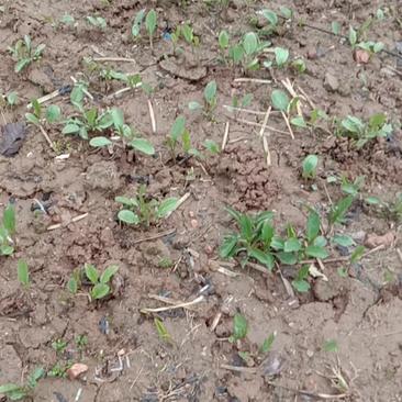 中藥材種苗,蒼術(shù)種苗原產(chǎn)地陜西寶雞北朱砂點(diǎn)蒼術(shù)種苗