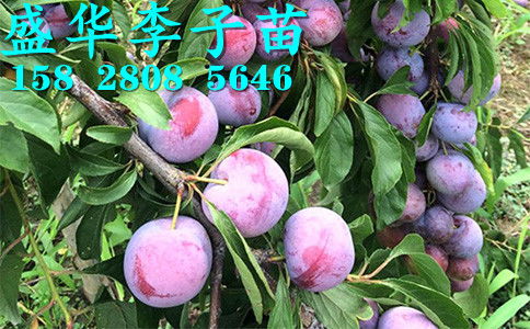 【秦地陜西脆紅李苗基地直銷,漢中安康商洛、寶雞西安渭南脆紅李樹(shù)苗價(jià)格廠家報(bào)價(jià)。】-