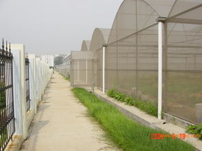 智能連棟溫室 壽光蔬菜大棚建設(shè) 鋼架冬暖式蔬菜大棚建造 愛(ài)農(nóng),智能連棟溫室 壽光蔬菜大棚建設(shè) 鋼架冬暖式蔬菜大棚建造 愛(ài)農(nóng)生產(chǎn)廠家,智能連棟溫室 壽光蔬菜大棚建設(shè)