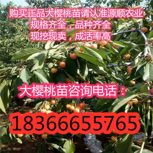 青海省齊早櫻桃樹(shù)苗多少錢(qián)