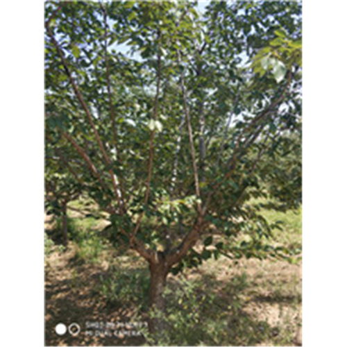 【陜西專業(yè)承接櫻花樹(shù)種苗價(jià)格】- 