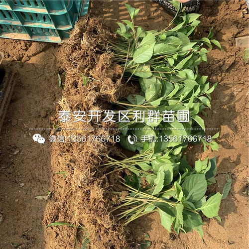 福星櫻桃樹苗 山東福星櫻桃樹苗 福星櫻桃樹苗價格