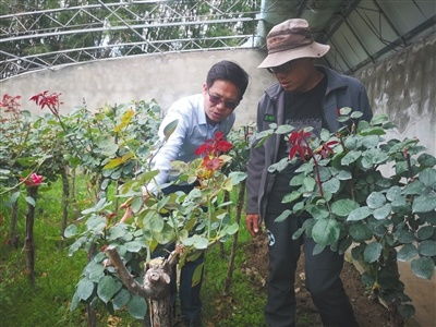 李迎春 樹(shù)苗也有 高反 推廣新技術(shù)助其成活