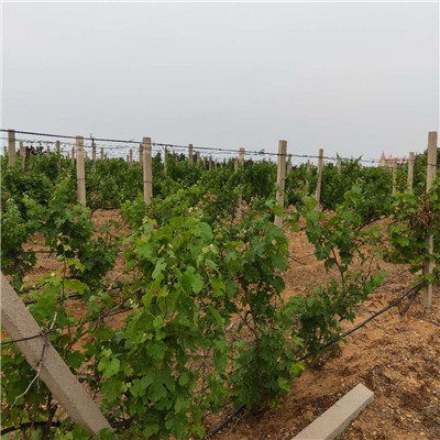 陜西葡萄小苗 巨玫瑰葡萄苗小苗的種植技術(shù)