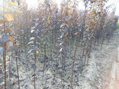 供應(yīng)用于綠化的陜西紅葉李樹(shù)苗批發(fā)商,紅葉李種苗基地