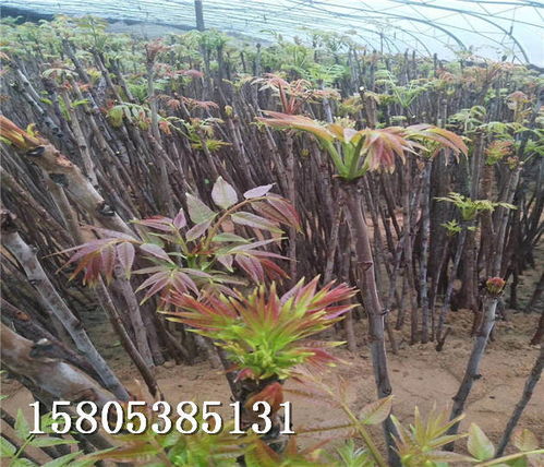 香椿樹(shù)苗在湖南常德哪個(gè)地方能買到苗露地香椿樹(shù)苗聯(lián)系方式