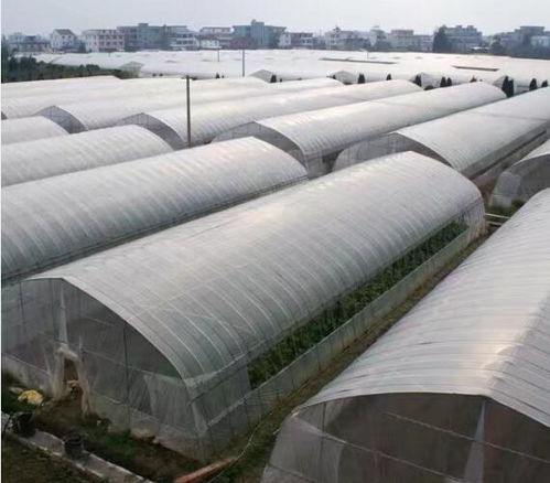 長垣養(yǎng)殖大棚廠來圖定制