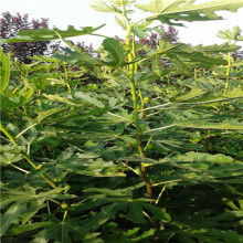  佛山市南海區(qū)西樵百達(dá)隆工藝拼花廠 主營 不銹鋼馬賽克 陶瓷