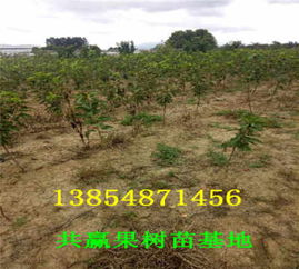 湖南懷化車?yán)遄訖烟覙涿绮刨u多少錢 主產(chǎn)區(qū) 送貨價格