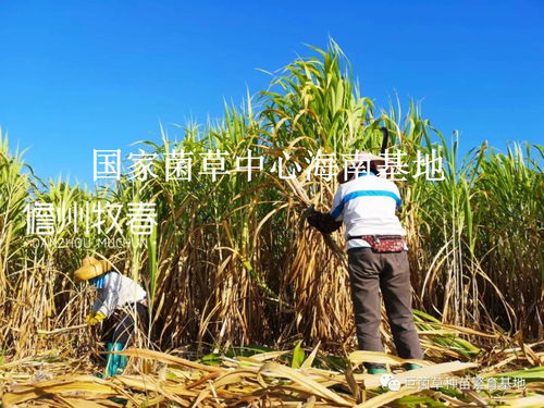 40萬畝 5萬噸 年終回顧2020年儋州牧春菌草種苗發(fā)貨現(xiàn)場