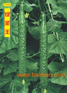 黃瓜種苗 價格 廠家 地址山東省壽光市綠興種苗發(fā)展中心,黃瓜種苗 價格 廠家 地址山東省壽光市綠興種苗發(fā)展中心生產(chǎn)廠家,黃瓜種苗 價格 廠家 地址山東省壽光市綠興種苗發(fā)展中心價格