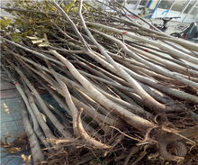 8518核桃樹苗價(jià)格解析及陜西種苗市場(chǎng)概況