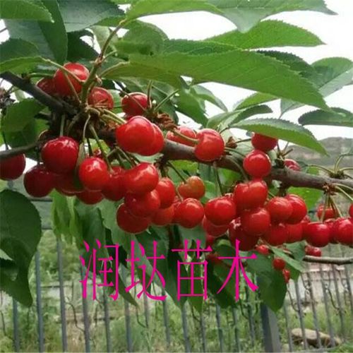 陜西陜西基地2公分櫻桃樹苗到位價(jià)格及種植指南