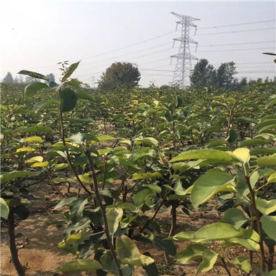 金秋梨樹苗批發(fā)價(jià)格與求購(gòu)指南——聚焦陜西種苗市場(chǎng)