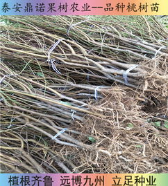 陜西7-5油蟠桃苗 早熟優(yōu)質(zhì)桃樹苗品種的直銷優(yōu)勢(shì)與種植指南