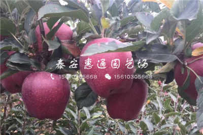 陜西耐凍樹苗價(jià)格穩(wěn)中有升，農(nóng)戶青睞優(yōu)質(zhì)種苗