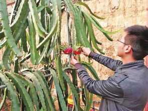 借力楊凌雙交會(huì)，南果北種成陜西種苗新寵