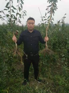 李子樹苗的整地與開溝技術——以陜西種苗為例