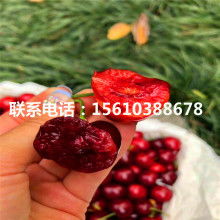 陜西蘆葦苗與蘆葦種苗 濕地生態與經濟發展的綠色紐帶