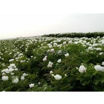 2017年陜西觀賞牡丹種苗廠商與批發(fā)商綜合指南