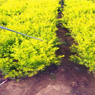 陜西特色植物資源 麥冬草與周至月季的產(chǎn)業(yè)價(jià)值與發(fā)展