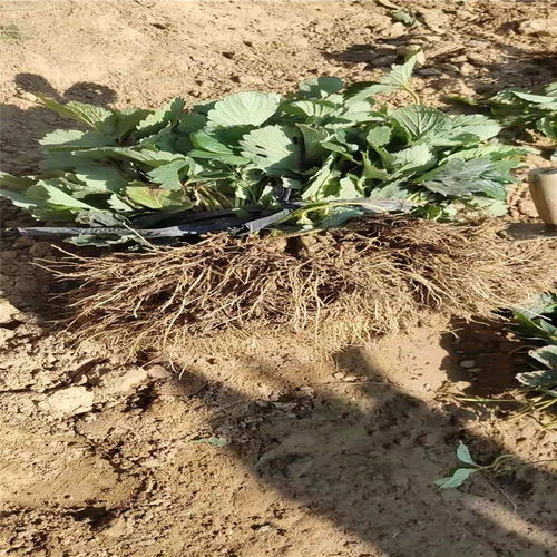 沈陽市高產(chǎn)草莓苗推薦及陜西種苗選購指南