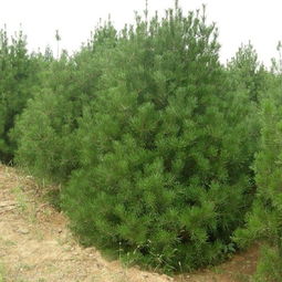 陜西榆林油松樹苗供應(yīng)與批發(fā)指南