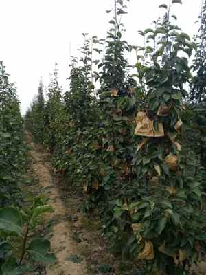 陜西庫爾勒香梨樹苗基地 廠家直供，品質(zhì)保障，最新報價信息速覽