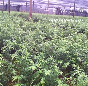 廣西與陜西苗木種苗產(chǎn)業(yè)對比與發(fā)展前景探析