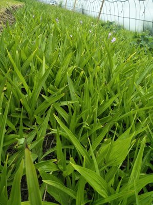 陜西商洛山陽縣 優(yōu)質(zhì)白芨種苗產(chǎn)業(yè)發(fā)展與市場前景探析