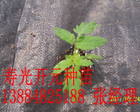 工廠化育苗新標(biāo)桿 從壽光開元到陜西，番茄種苗產(chǎn)業(yè)的升級(jí)之路