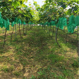 陜西種苗產(chǎn)業(yè)新星 優(yōu)質(zhì)巨星葡萄苗種植前景與選購指南